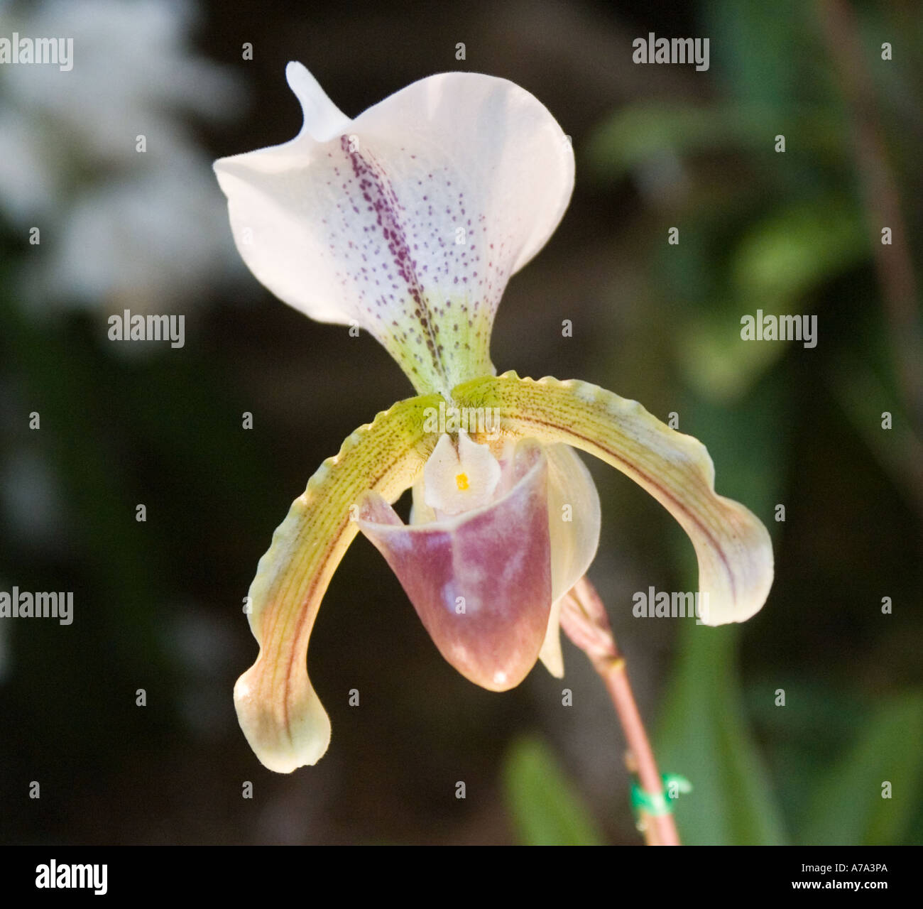 Orchid paphiopedilum leeanum fotografías e imágenes de alta resolución -  Alamy
