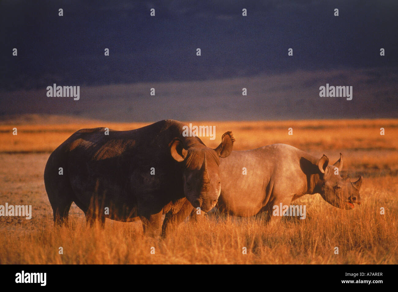 Rinocerontes negros Diceros bicornis en el cráter del Ngorongoro en Tanzania Foto de stock