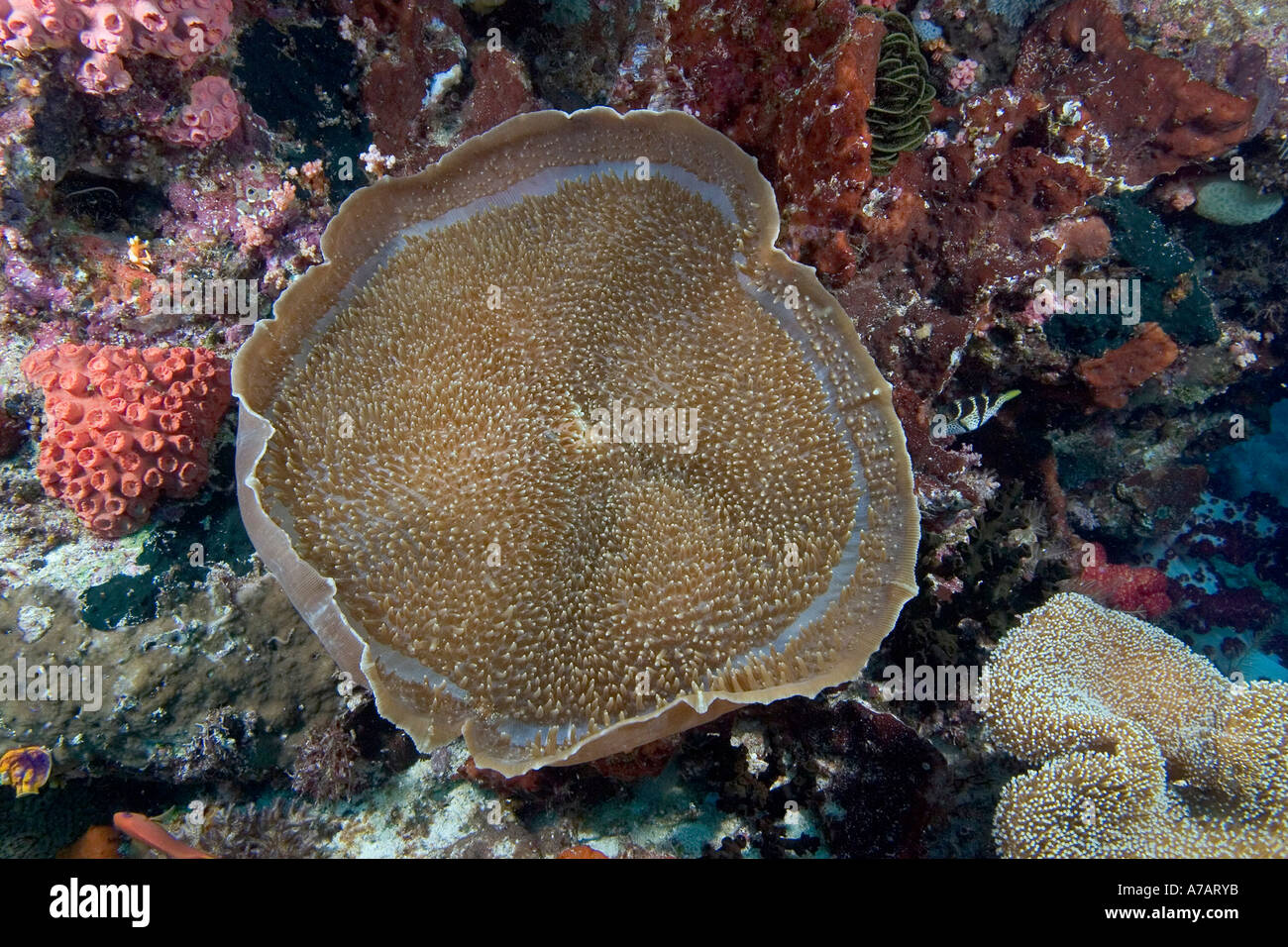 Corallimorpharian, Amplexidiscus fenestrafer, Indonesia. Foto de stock