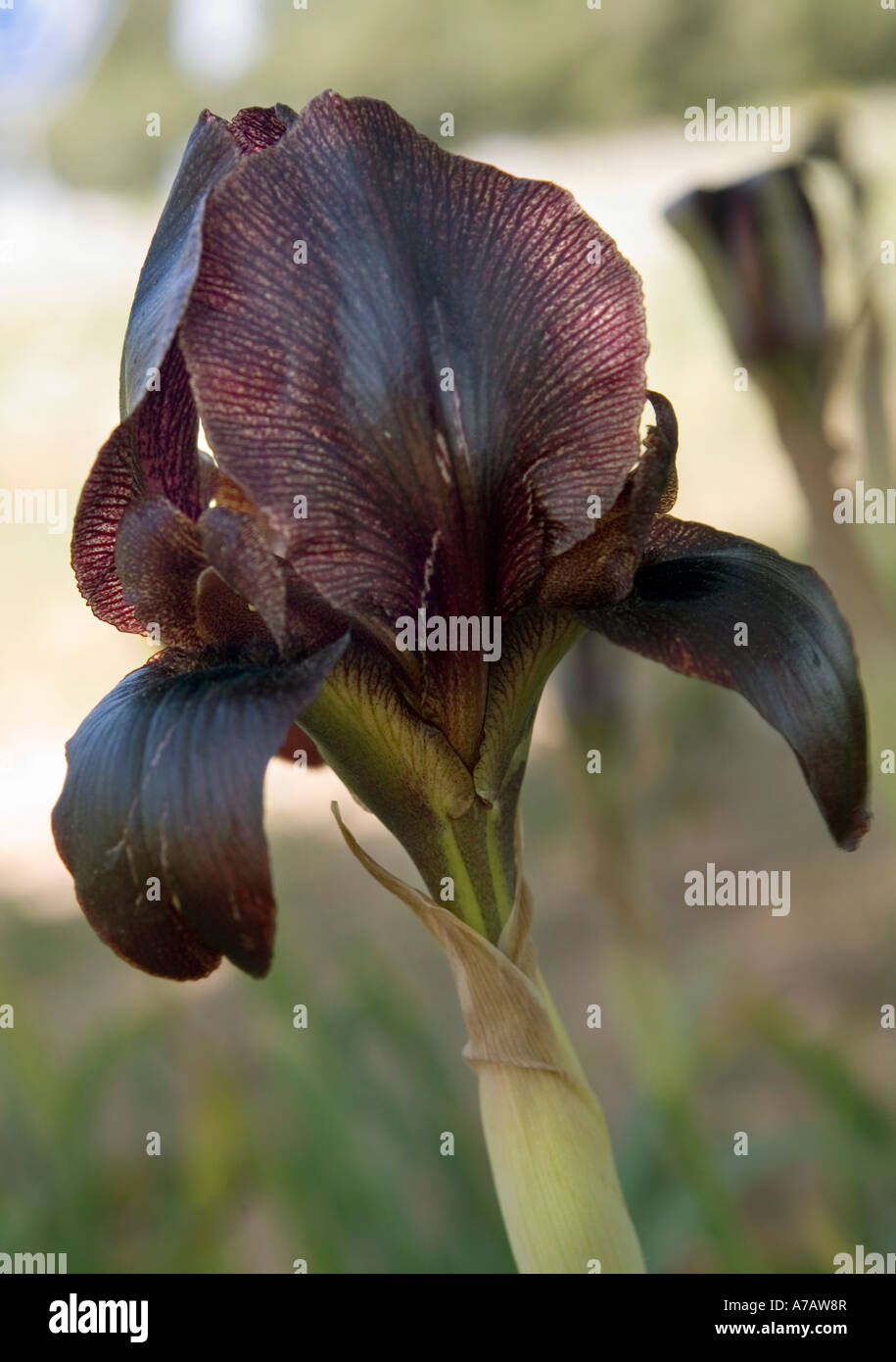 Jordania, Iris negro, la flor nacional Fotografía de stock - Alamy