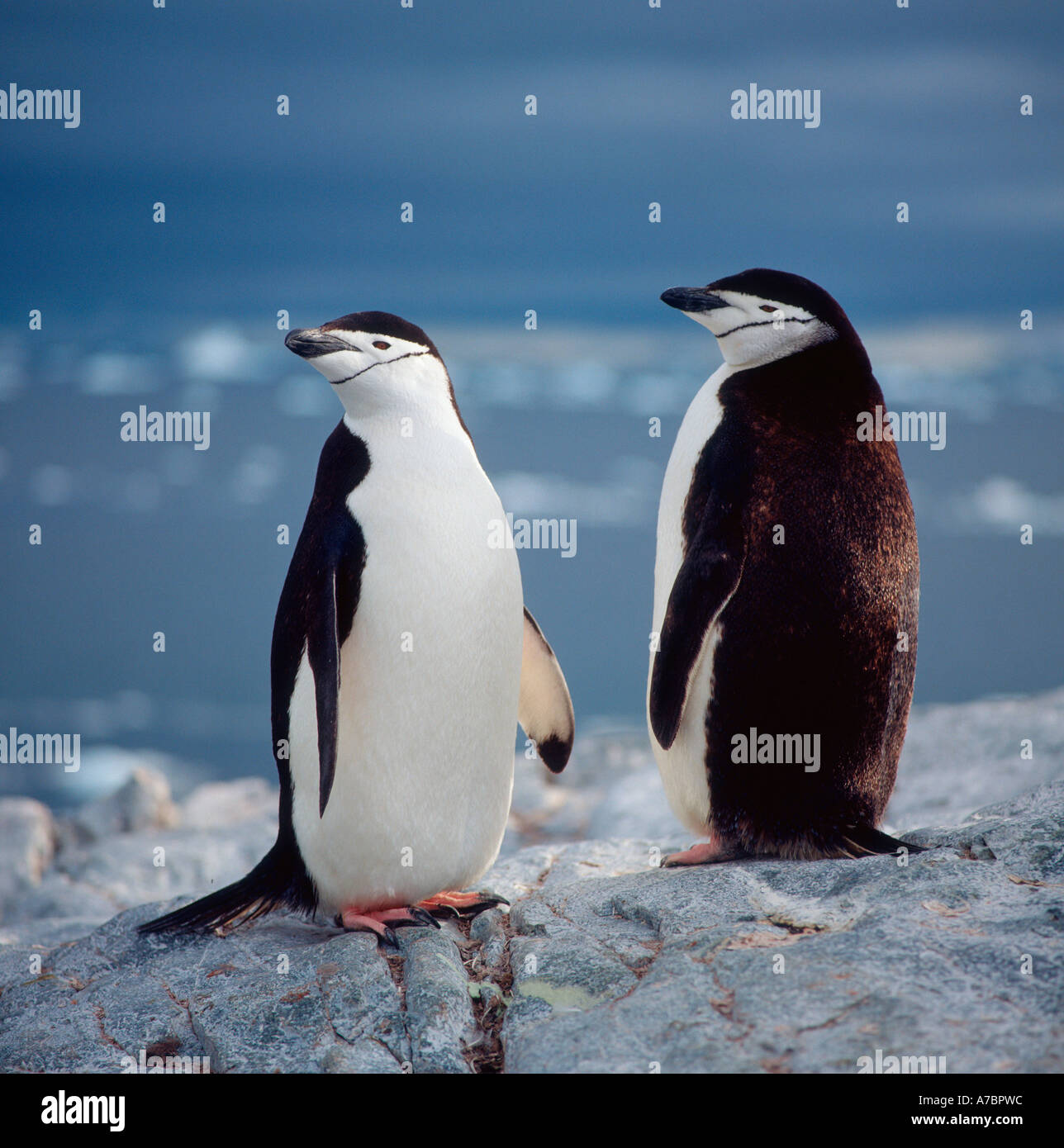 Pingüino barbado Foto de stock