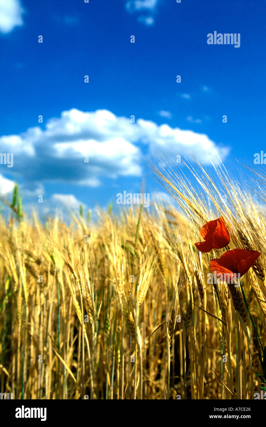 Los campos de cereal y amapolas rojas Foto de stock