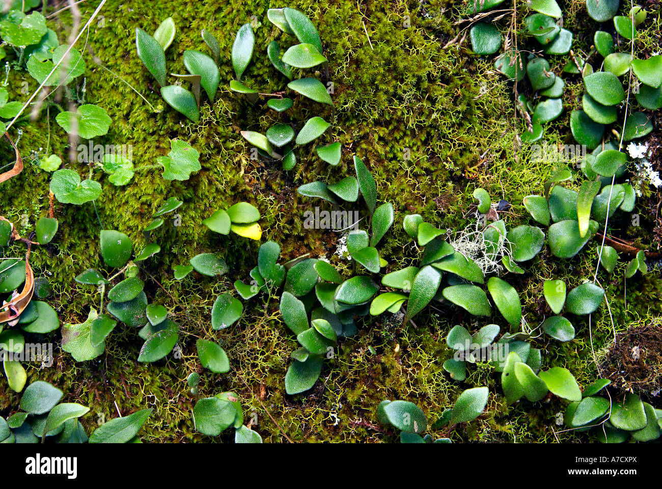 Moss y reductor todos sobre una roca en la selva tropical de patrimonio mundial oxley para ser agradable naturaleza antecedentes Foto de stock
