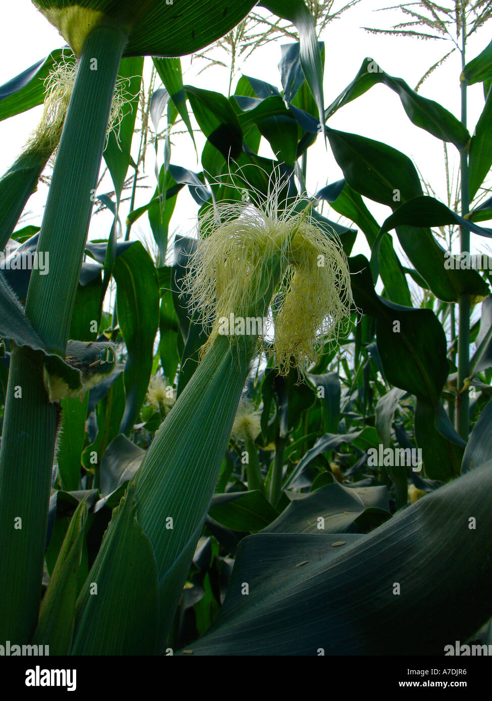 Verde del campo productivo de exuberantes plantas de maíz (el maíz) con orejas de seda y en la región de Copperbelt Zamia, África austral Foto de stock