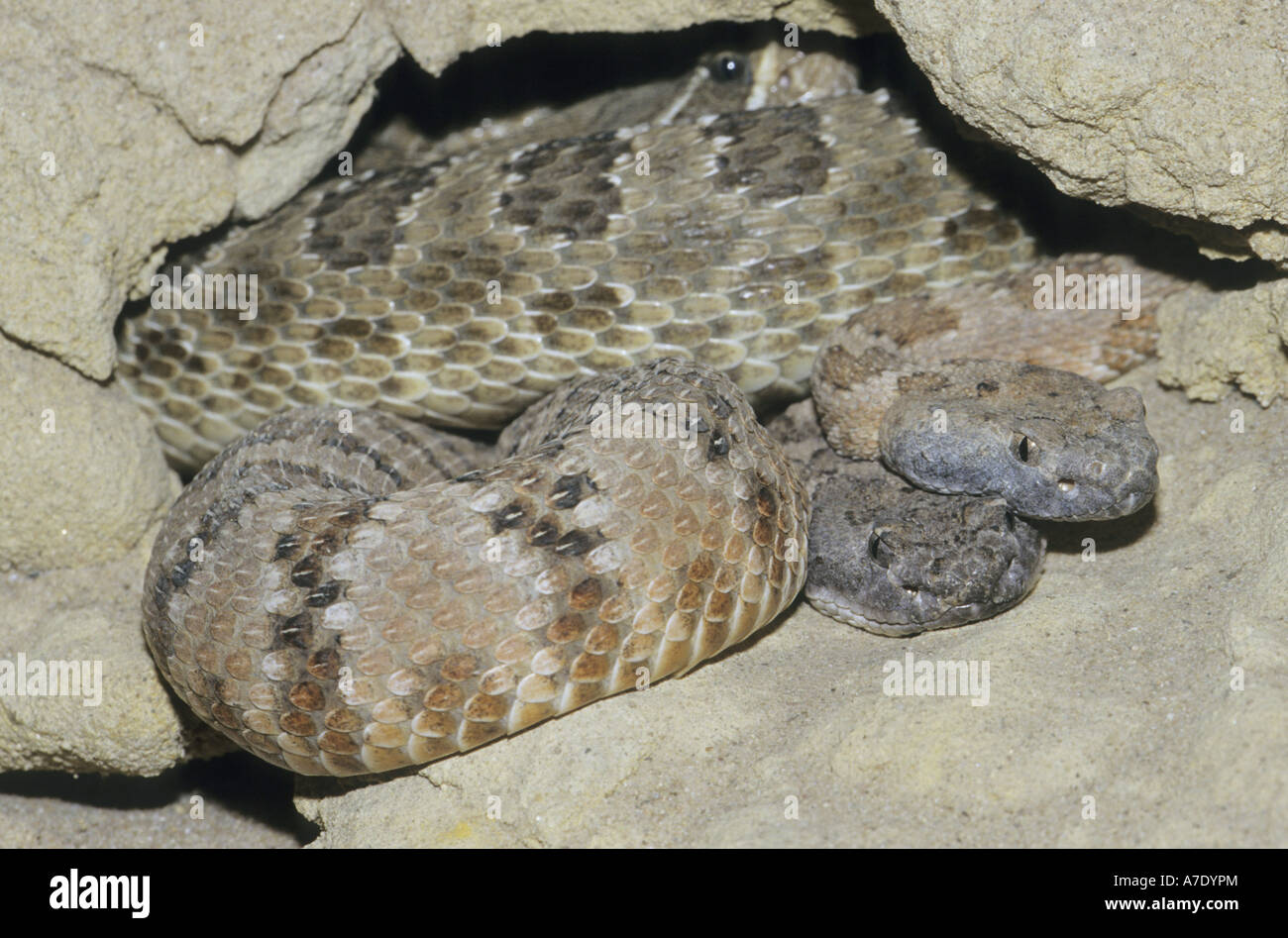 Western rattlesnake (Crotalus viridis), dos individuos, EE.UU. Foto de stock
