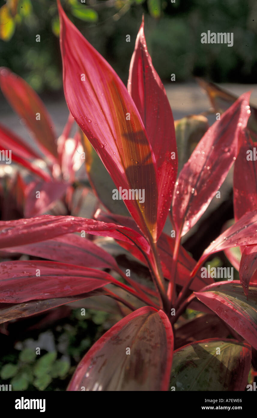 Mexico quintana cozumel tropical plants fotografías e imágenes de alta  resolución - Alamy