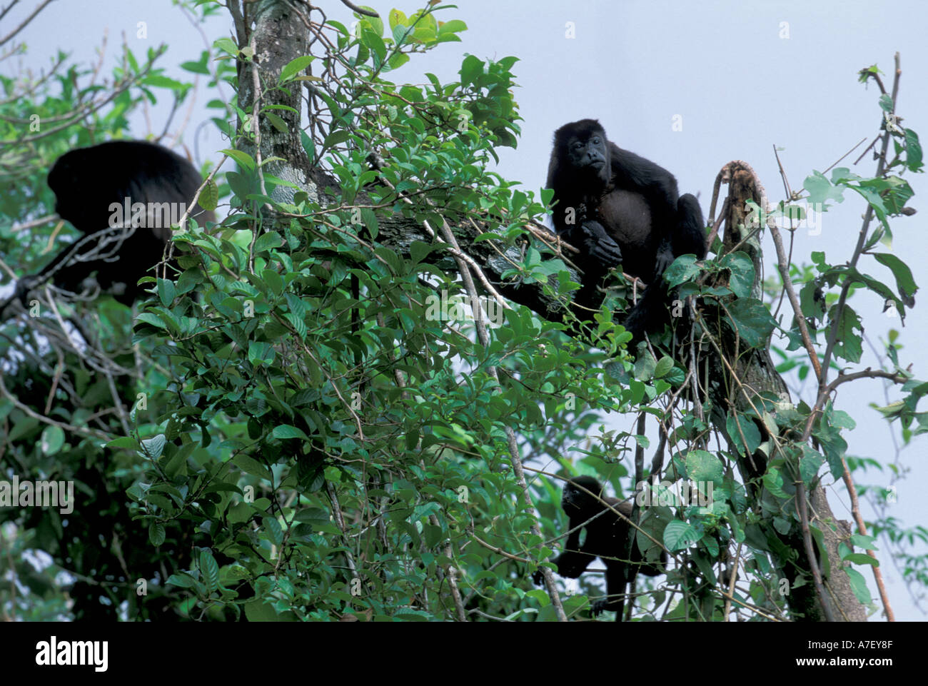 CA, en el centro de Panamá, la Isla de Barro Colorado, mono aullador negro  (Alouatta palliata) familia Fotografía de stock - Alamy