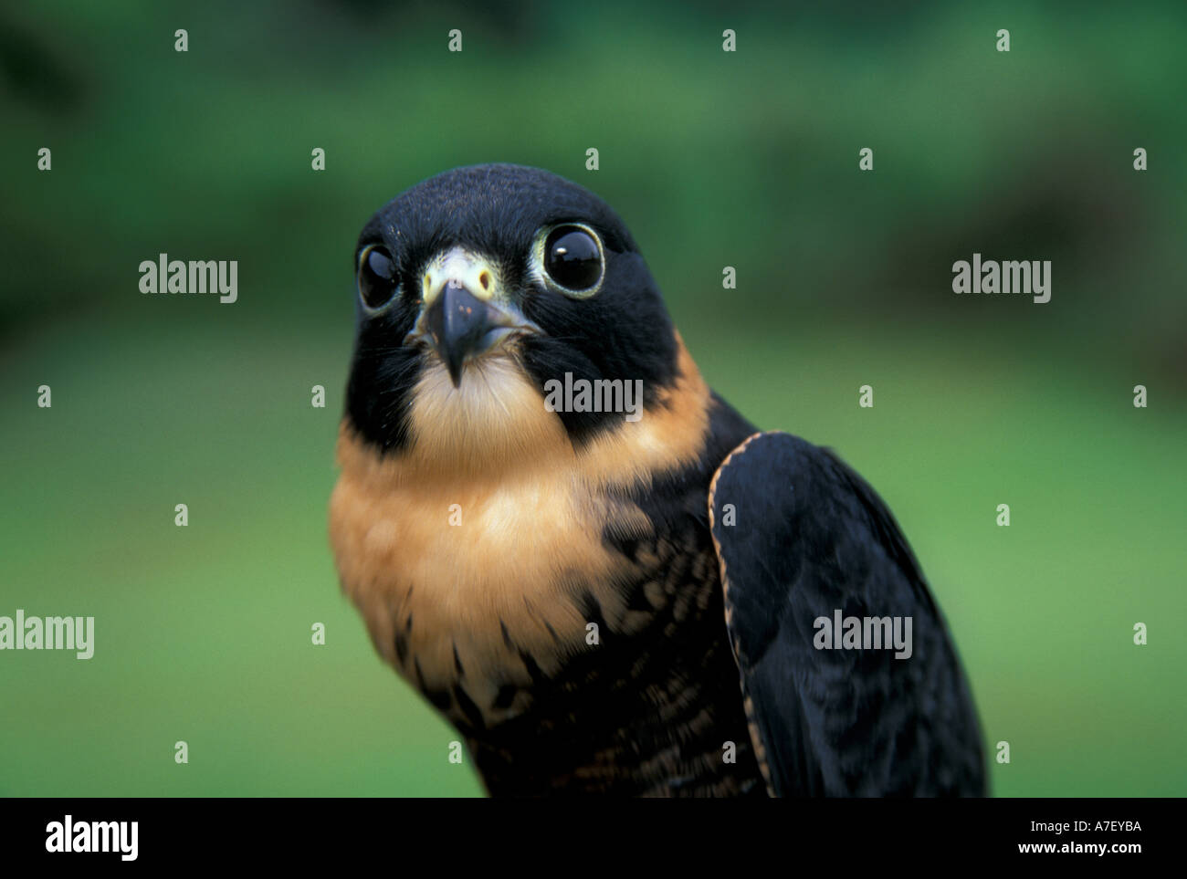 CA, Panamá, la Isla de Barro Colorado, bat retrato falcon (Falco  rufigularis Fotografía de stock - Alamy