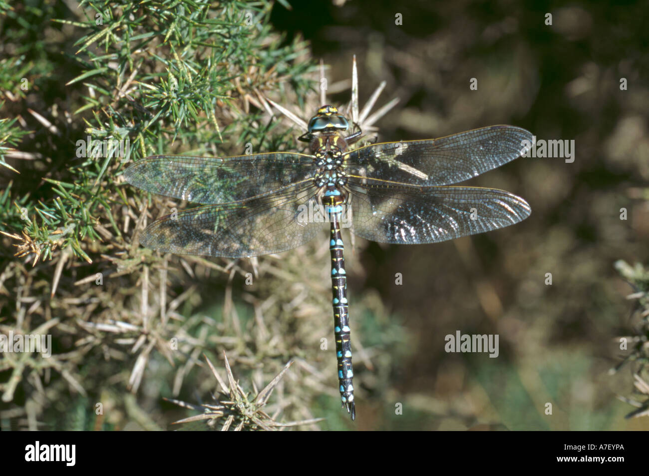 Macho Hawker libélula Aeshna común (juncia) Foto de stock