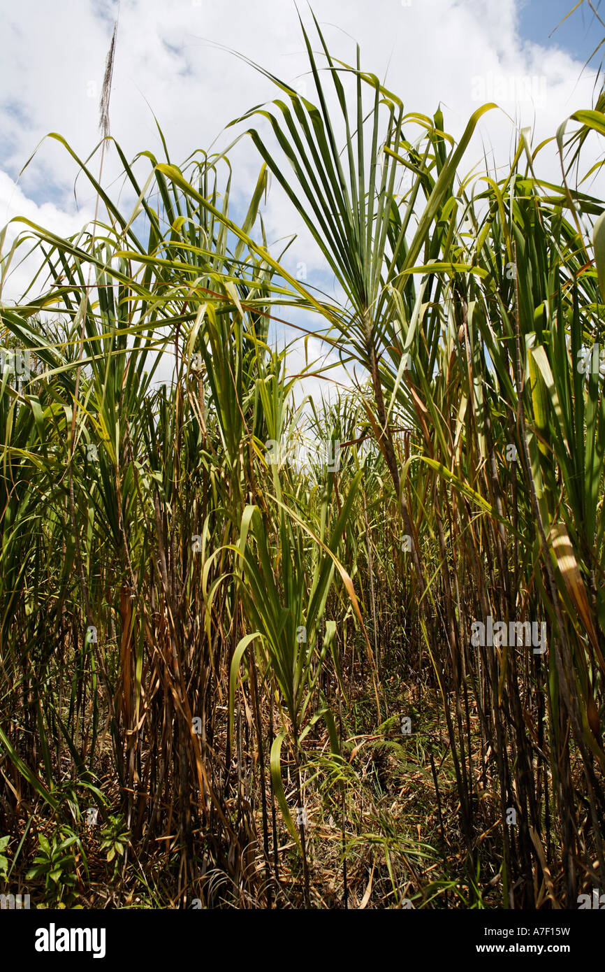 Caña a azucar Fotos e Imágenes de stock - Alamy