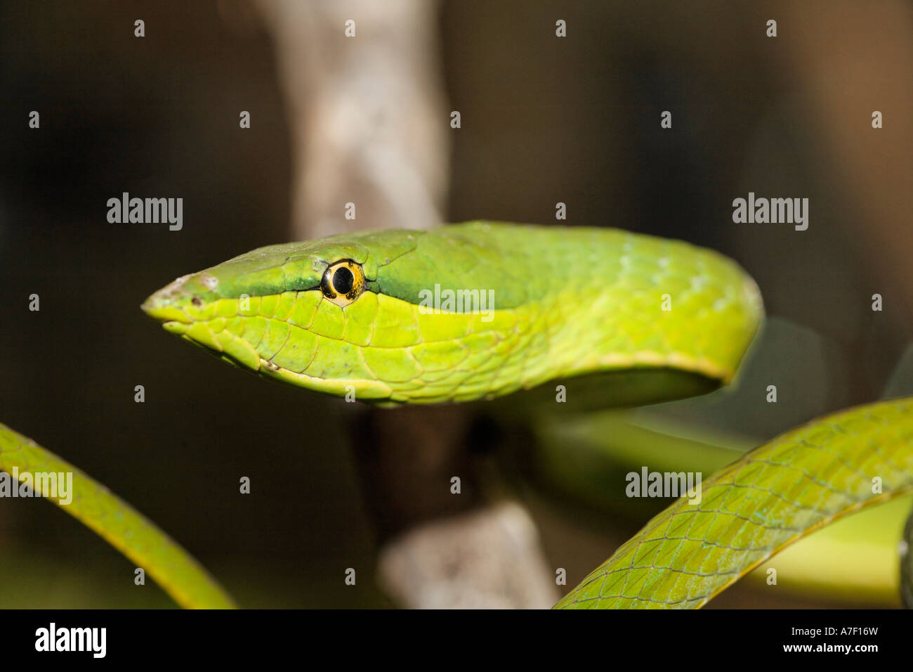 Vid verde serpiente ( Oxybelis fulgidus), Costa Rica Foto de stock