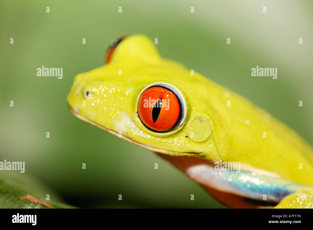Hoja llamativa rana Treefrog de ojos rojos (Agalychnis callidryas), Costa Rica Foto de stock
