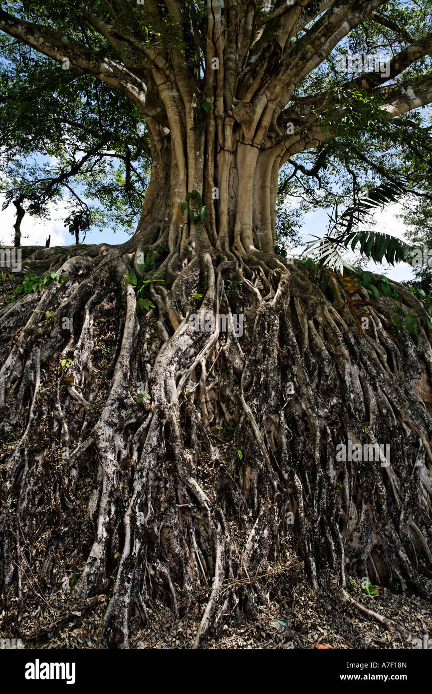 Las raíces de un árbol grande, Banyan Tree, Ficus benghalensis, Costa Rica Foto de stock