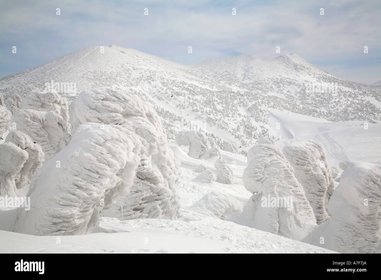 Los monstruos de nieve - Los Árboles con nieve congelada en invierno en el monte Hakkoda Japón Foto de stock