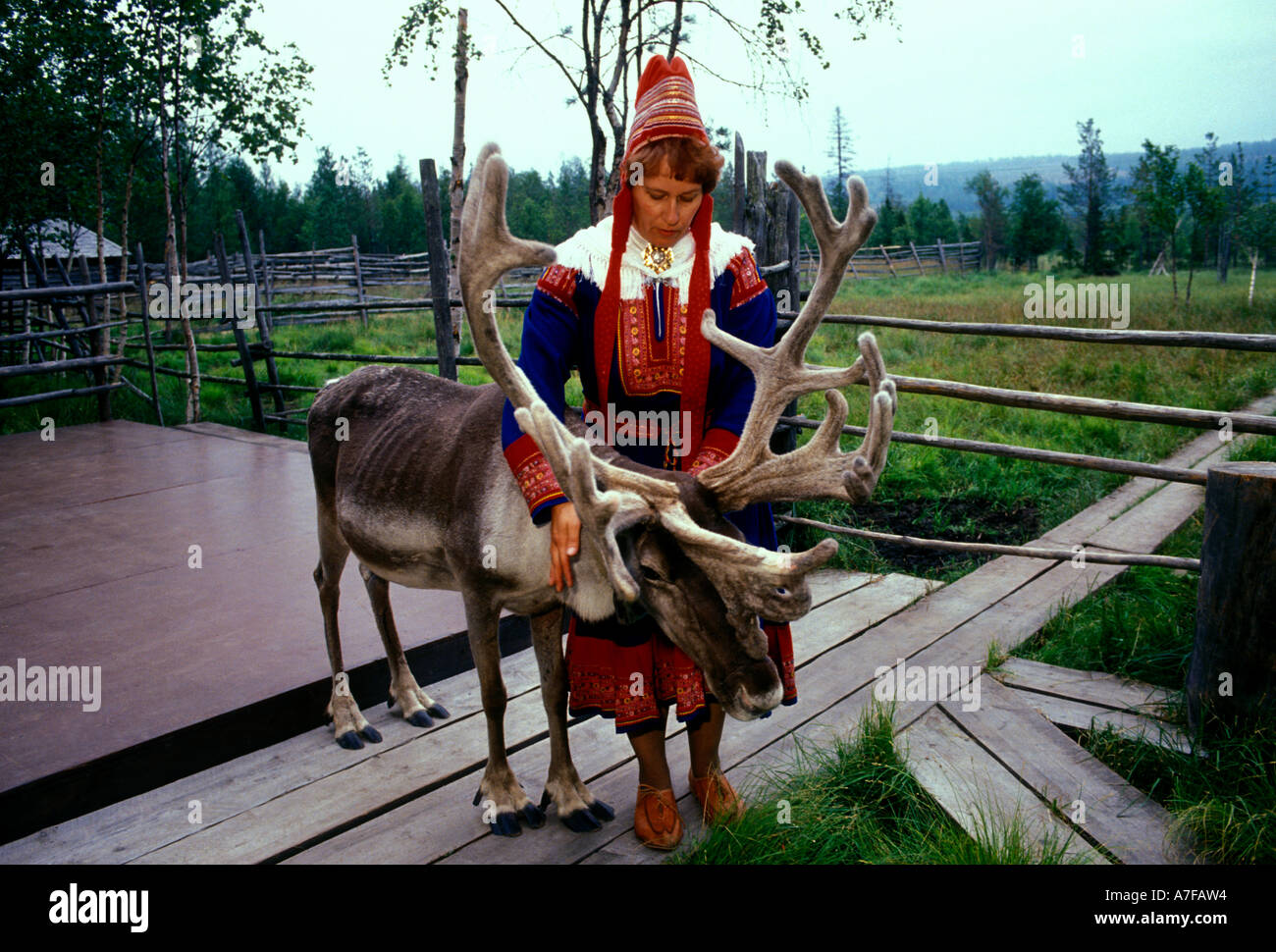 Mujer con renos sami, Sami mujer, renos, Konttaniemi granja de renos, al  norte de Rovaniemi, por encima del Círculo Polar Ártico, en Laponia,  Finlandia Fotografía de stock - Alamy