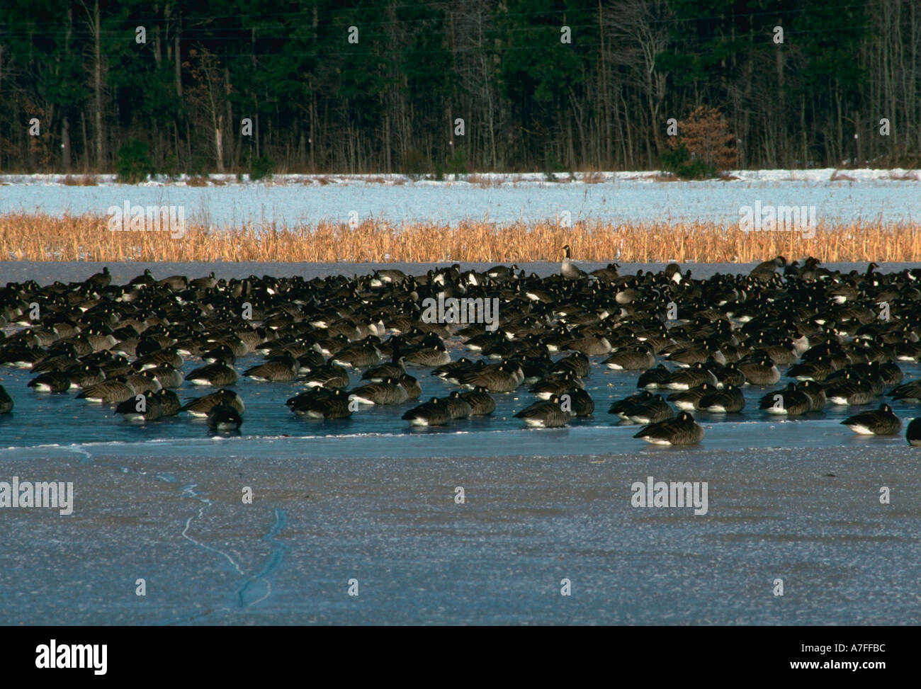 Los gansos de Canadá Branta canadensis Blackwater National Wildlife Refuge MD EE.UU. Foto de stock