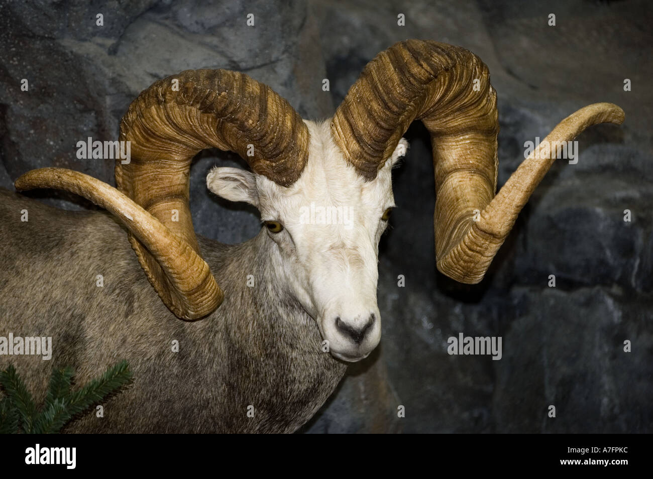 Big Horn ovejas con cuernos rizado Foto de stock