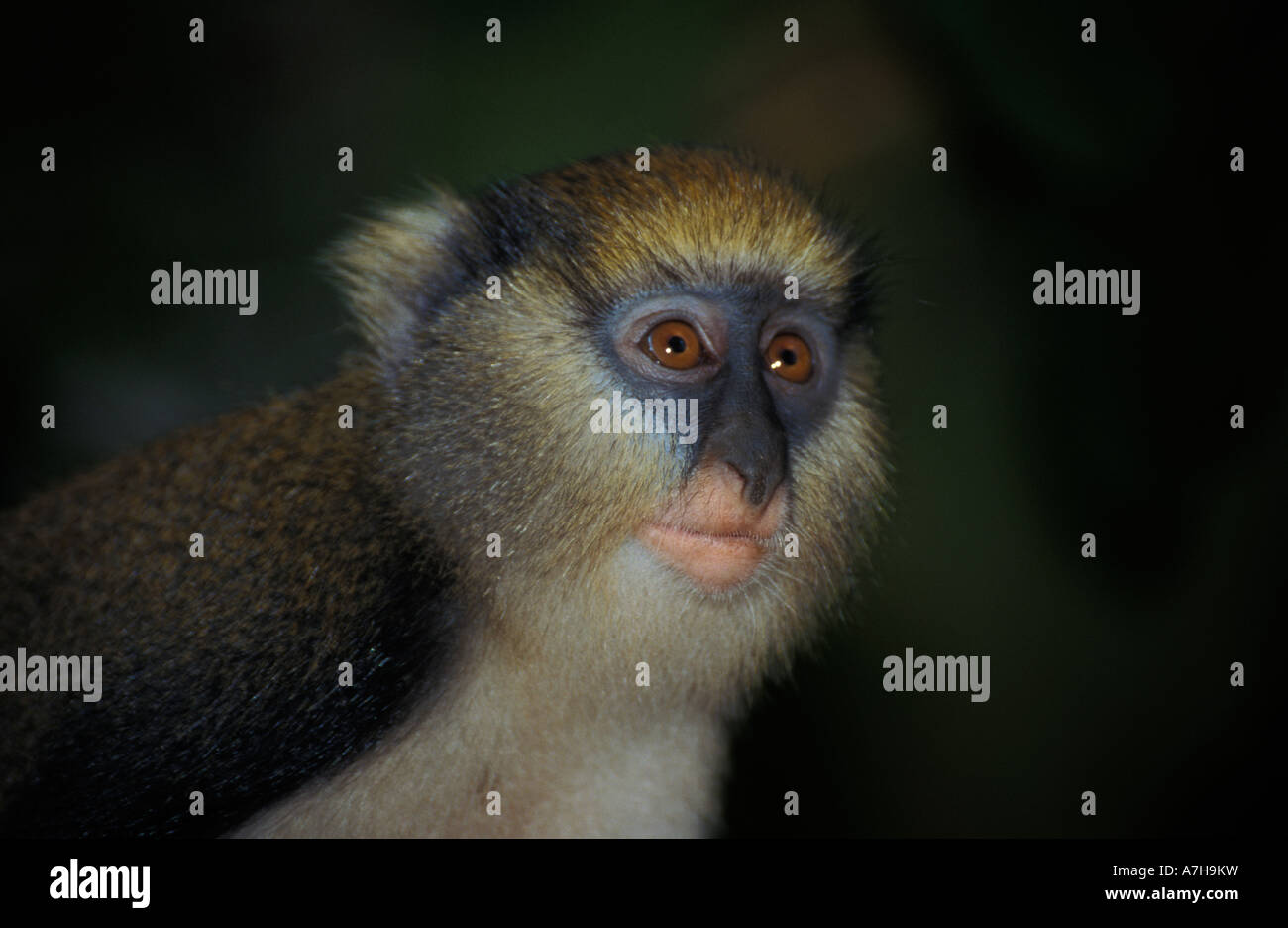 Mona mono Cercopithecus mona, santuario de monos Boabeng-Fiema, Ghana ...