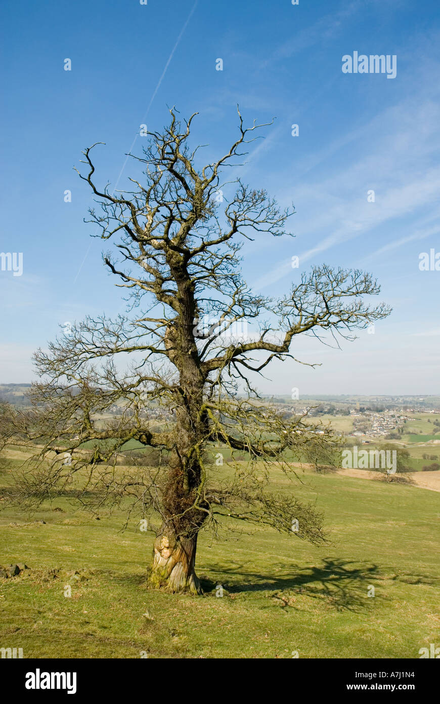 Árbol nudosas Youlgreave Peak District de Derbyshire Reino Unido Foto de stock