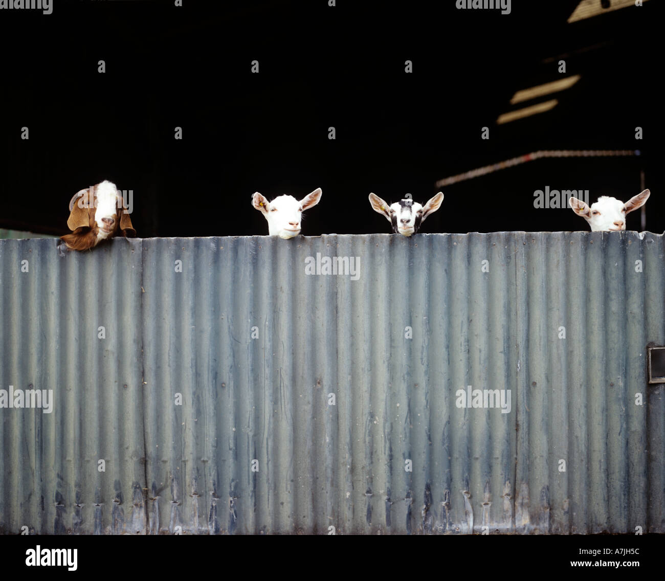 Las cabras mirando por encima de la puerta de granero en corral Foto de stock
