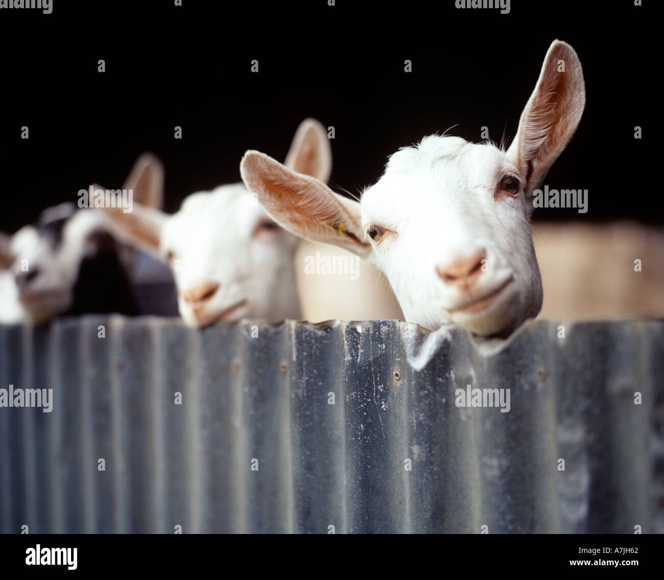 Las cabras mirando A PUERTA DE GRANERO en corral Foto de stock