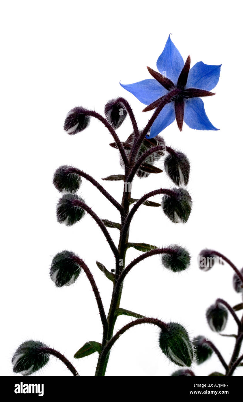 Detalle de flores de borraja Foto de stock