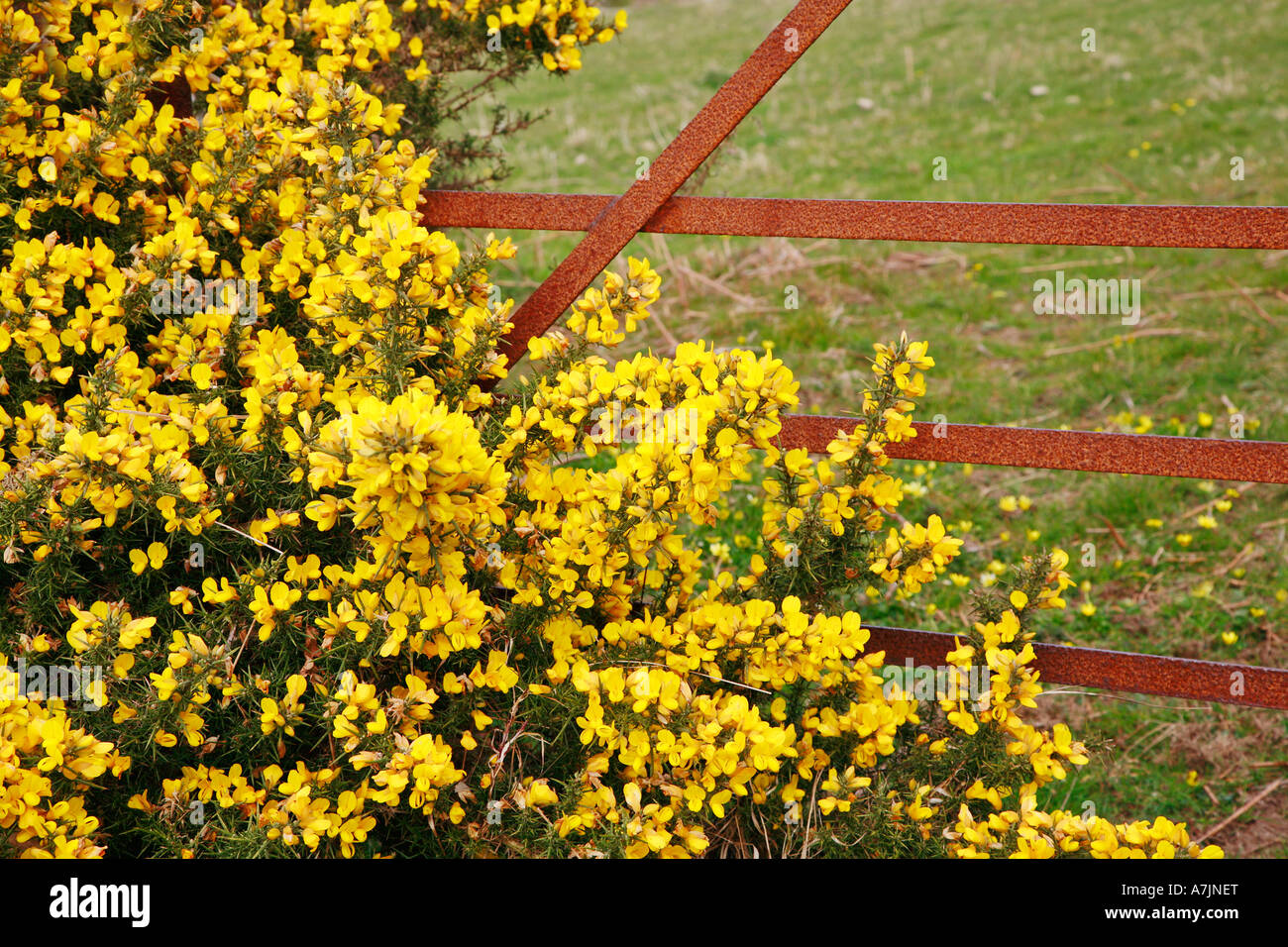Puerta de hierro oxidado y Aliaga planta Ulex europaeus Foto de stock
