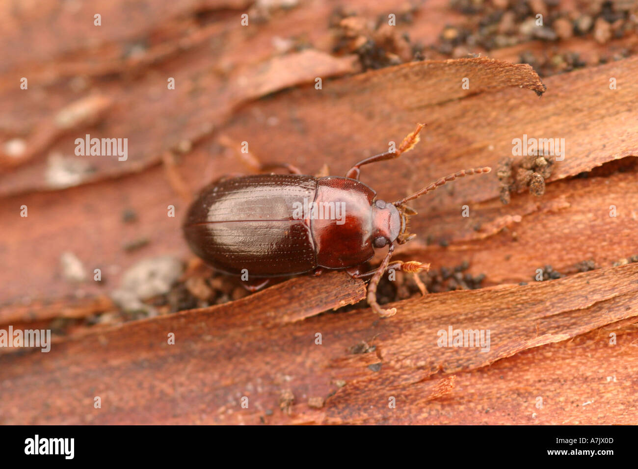 Escarabajo dor geotrupes stercorarius Foto de stock