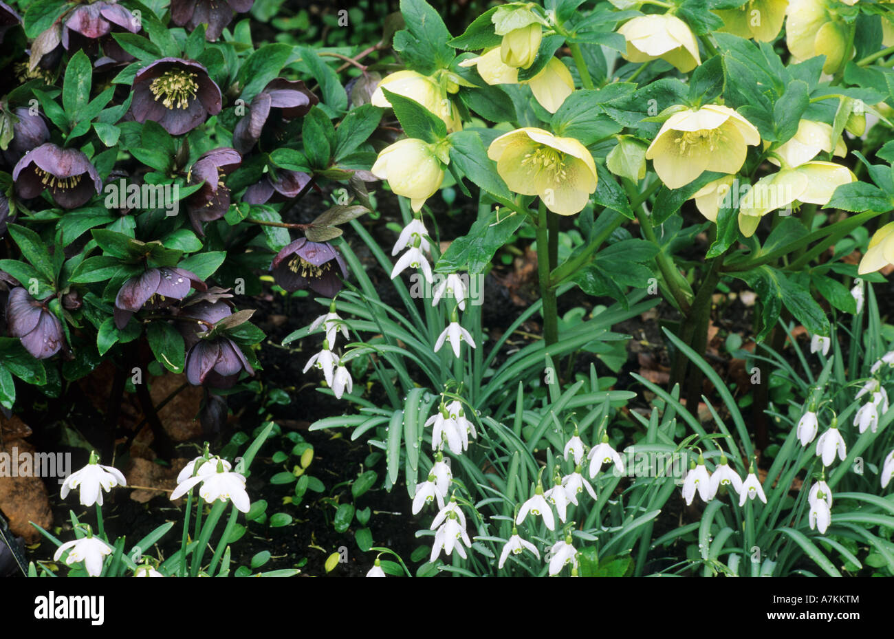 Helleborus orientalis primrose y azul-negro, campanilla de las nieves, contenedores, amarillo, blanco, flores, plantas de jardín, finales de invierno Foto de stock
