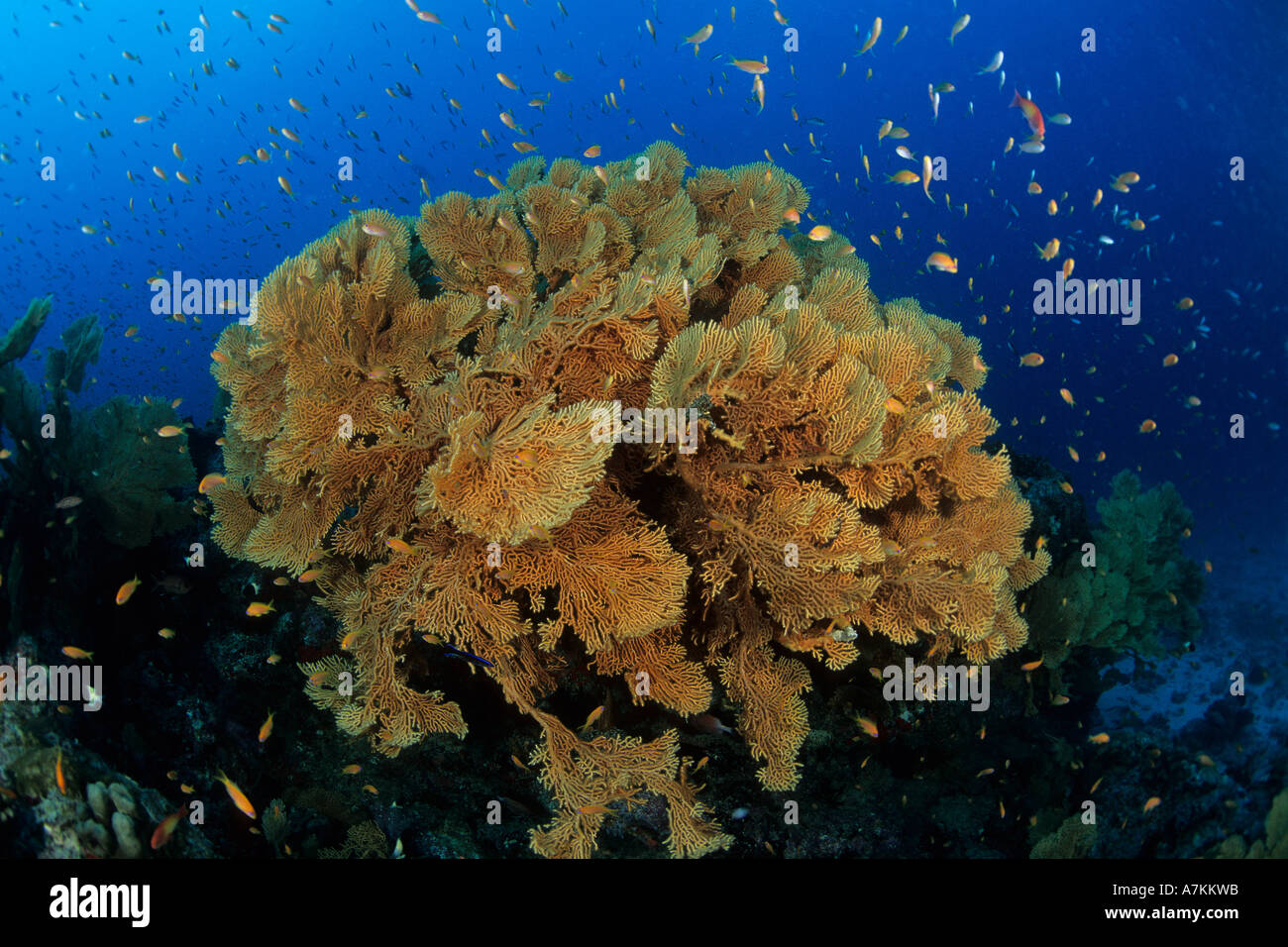 Ventilador de gorgonias Subergorgia mollis Seychelles Aldabra Atoll Océano Índico Foto de stock