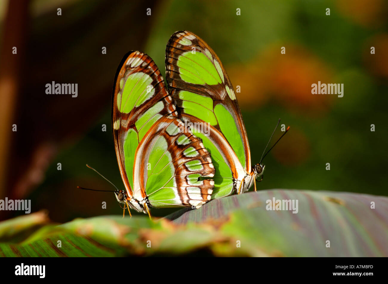 Página de bambú verde lima de apareamiento de mariposas de la familia Longwing Philaethria dido desde América Central Foto de stock