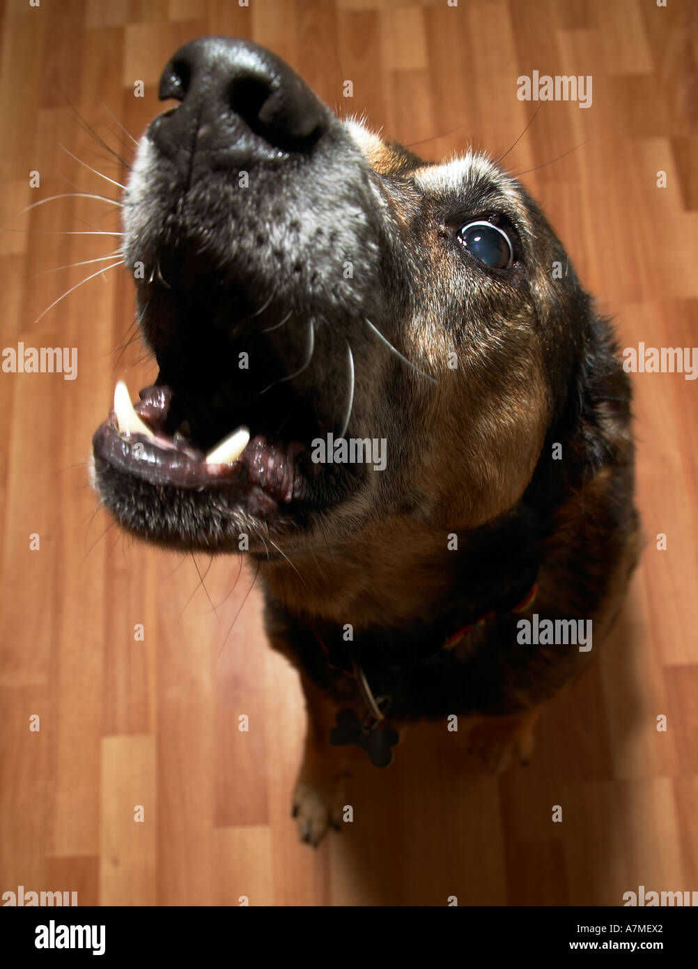 Perro lassie ladrando fotografías e imágenes de alta resolución - Alamy