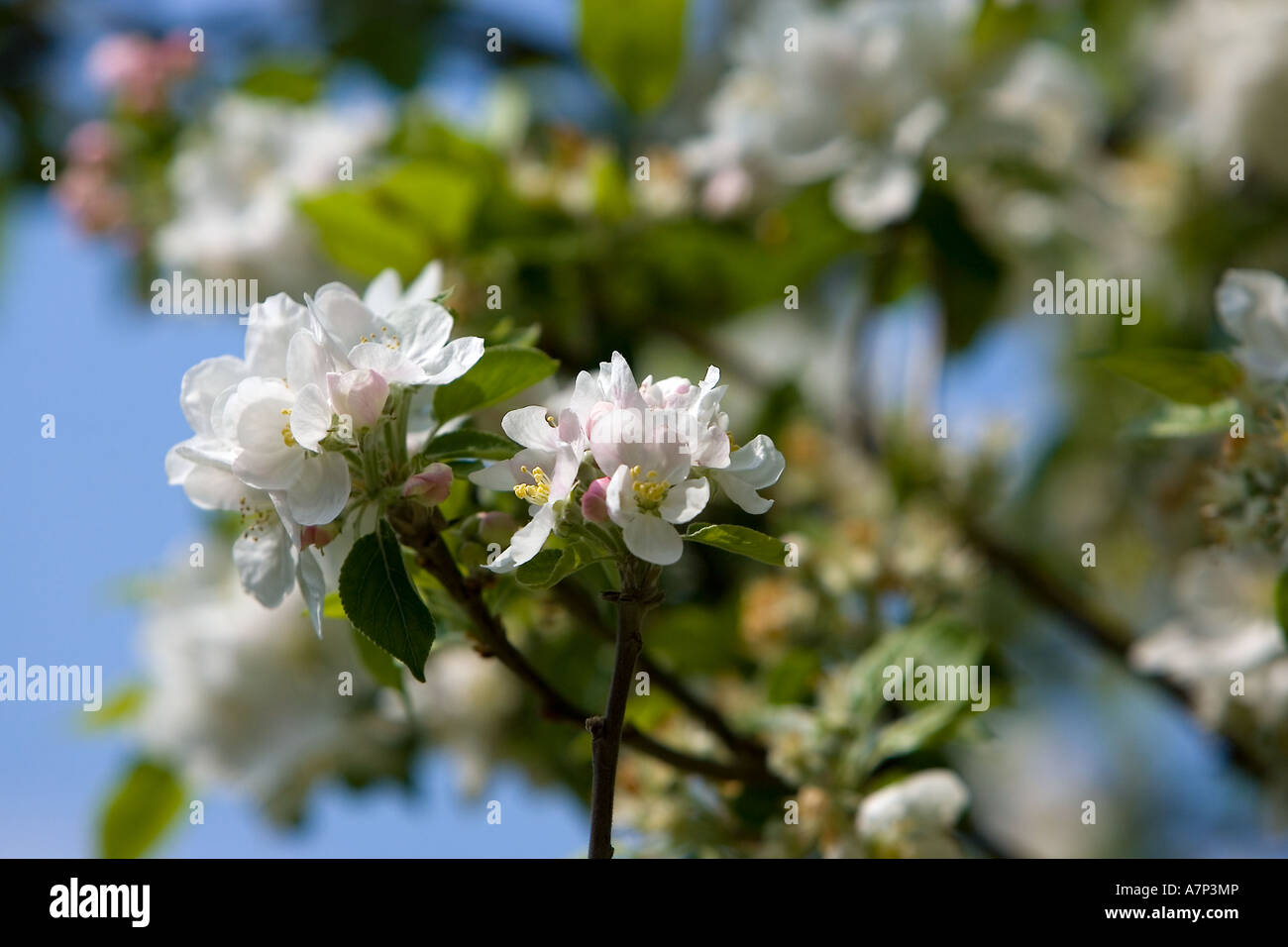 Flor de Manzano en Inglaterra, Reino Unido Foto de stock