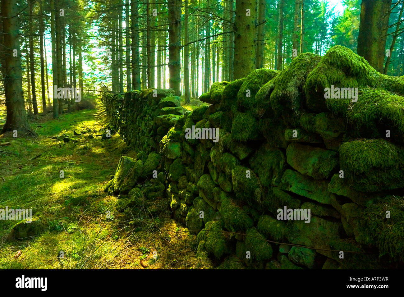 Northumberland, England Reino Unido muro de piedra seca Foto de stock