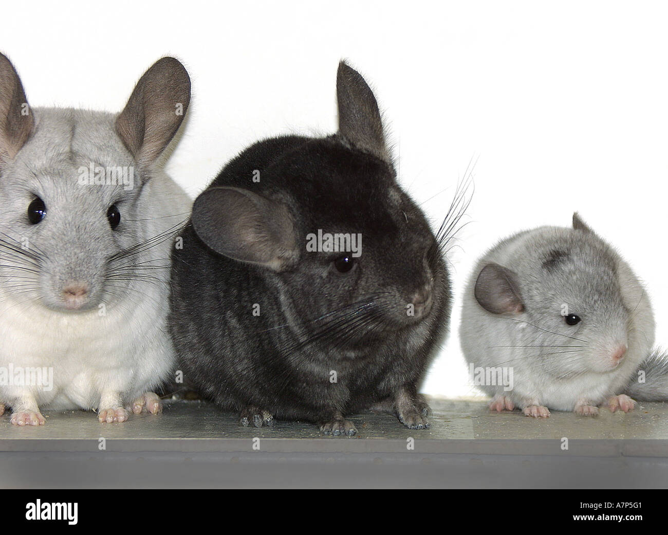 Long Tailed Chinchilla Chinchilla Lanigera Chinchilla Familia Con El Bebe Fotografia De Stock Alamy