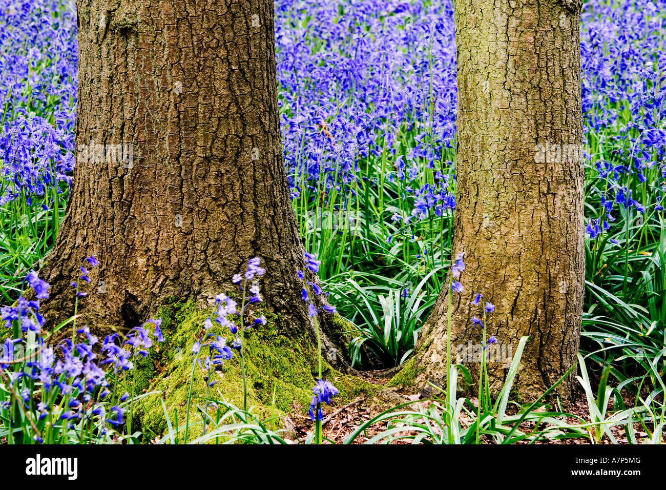 Las campánulas azules en Hagbourne bosquecillo. Hyacinthoides non-scripta también conocido como jacinto silvestre Foto de stock