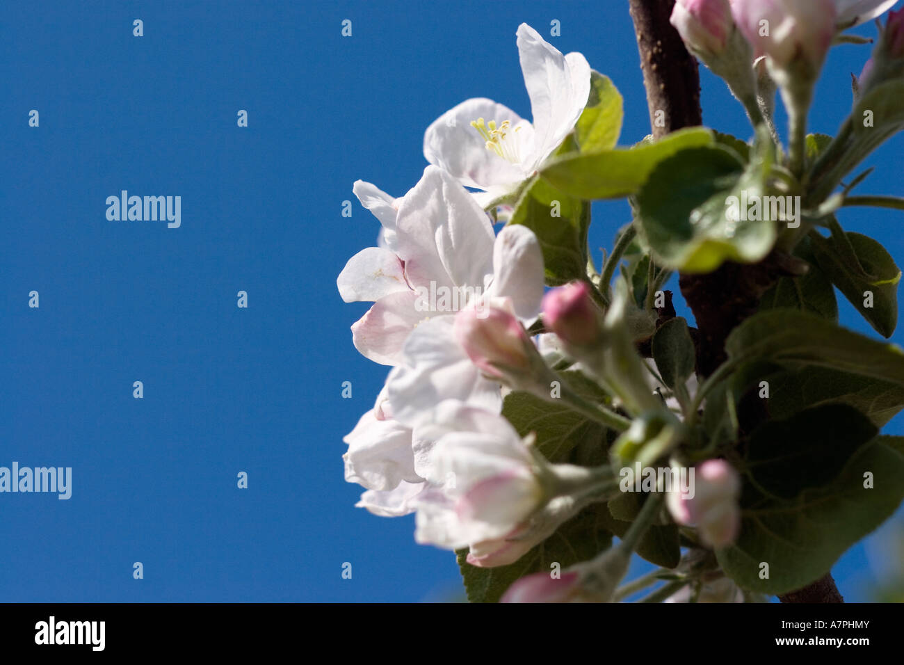 Apple Blossom Pownal Vermont Estados Unidos Foto de stock