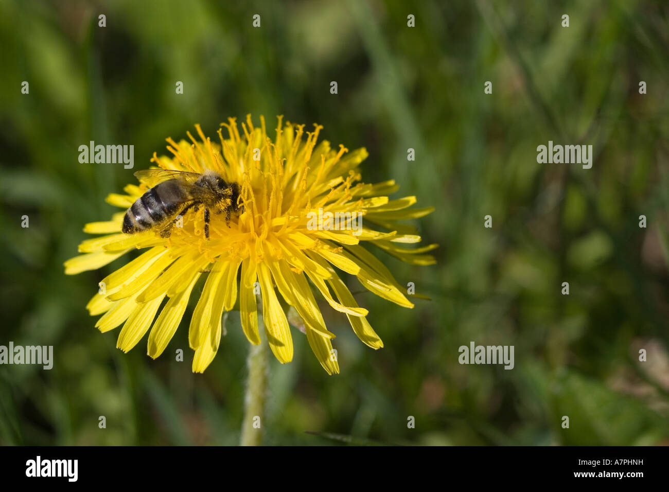 Recogiendo polen de abejas desde un Jaramago blosson Pownal Vermont Estados Unidos Foto de stock