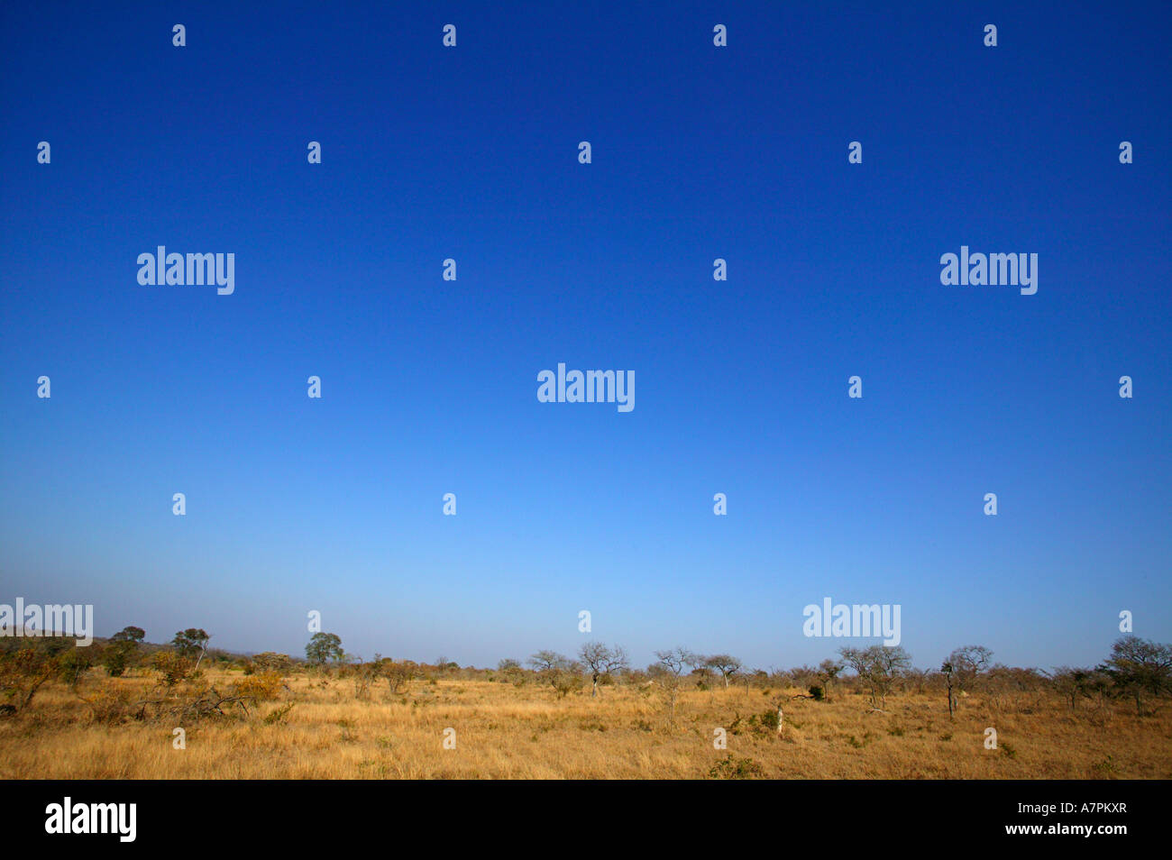 Una sabana arbolada seca escena con un cielo despejado Sabi Sand Game Reserve en Mpumalanga Sudáfrica Foto de stock
