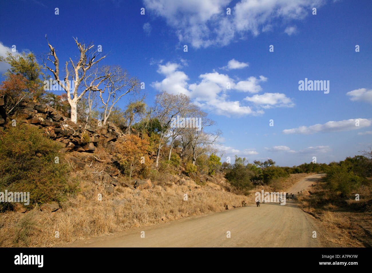 Carretera de polvo con una tropa de babuinos caminando junto a él durante la tarde en el Parque Nacional Kruger el Parque Nacional Kruger Foto de stock