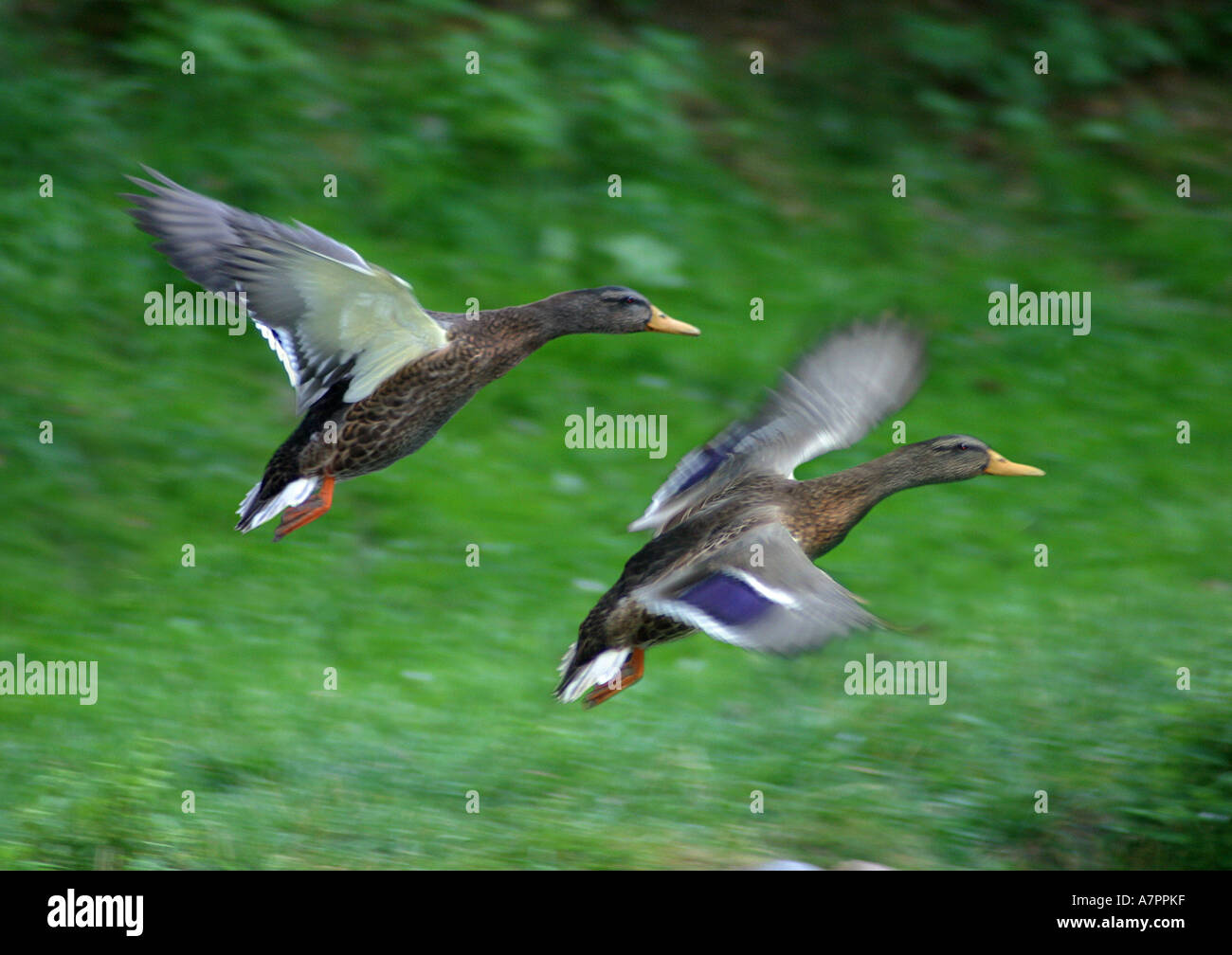 El ánade real (Anas platyrhynchos), par, volando Foto de stock