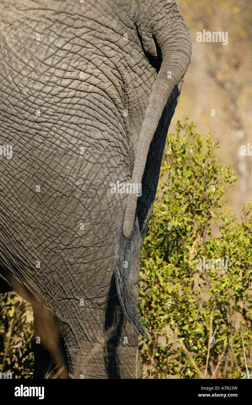 Cola de elefante tirado a un lado indicando el nerviosismo o agitación Sabi Sand Game Reserve en Mpumalanga Sudáfrica Foto de stock