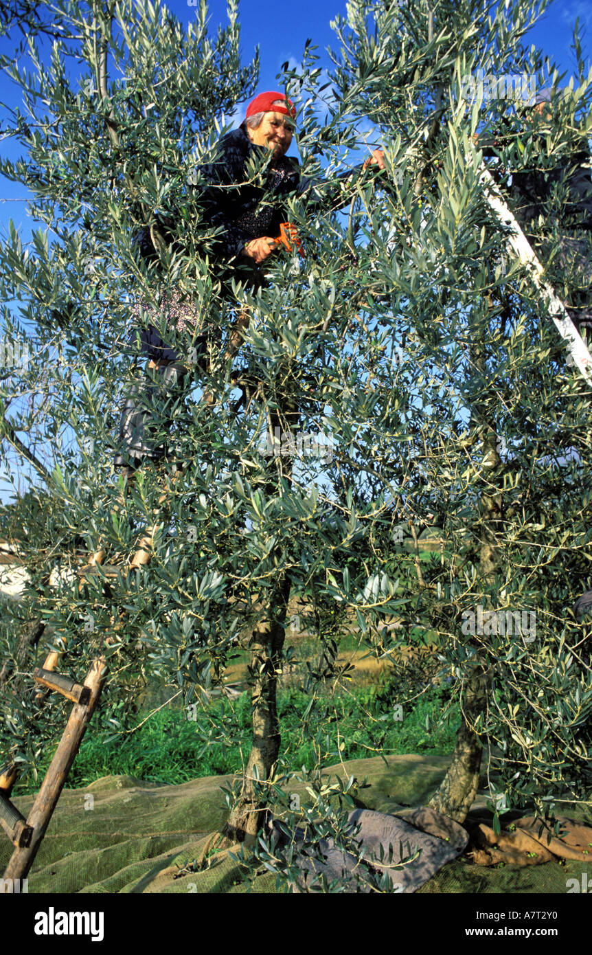 Italia, Toscana, Reggello, Sant'Agata, cosecha de aceituna en la Villa I Bonsi en las laderas del Pratomagno Foto de stock