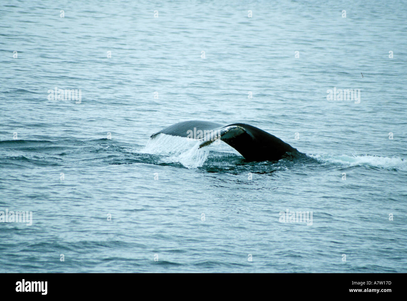 Fluke Ballena Jorobada sureste de Alaska Foto de stock