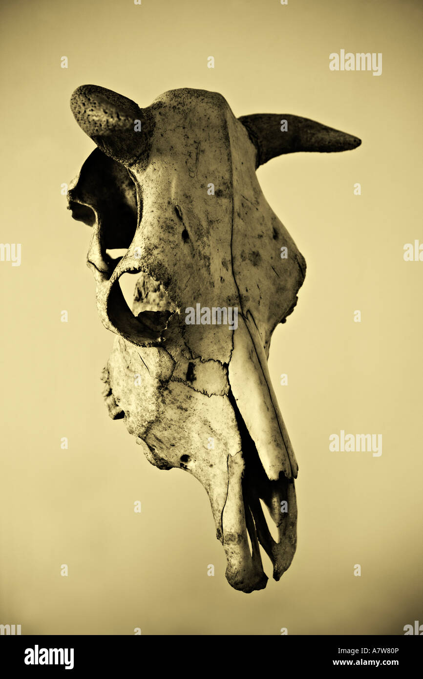 Cráneo de vaca Foto de stock