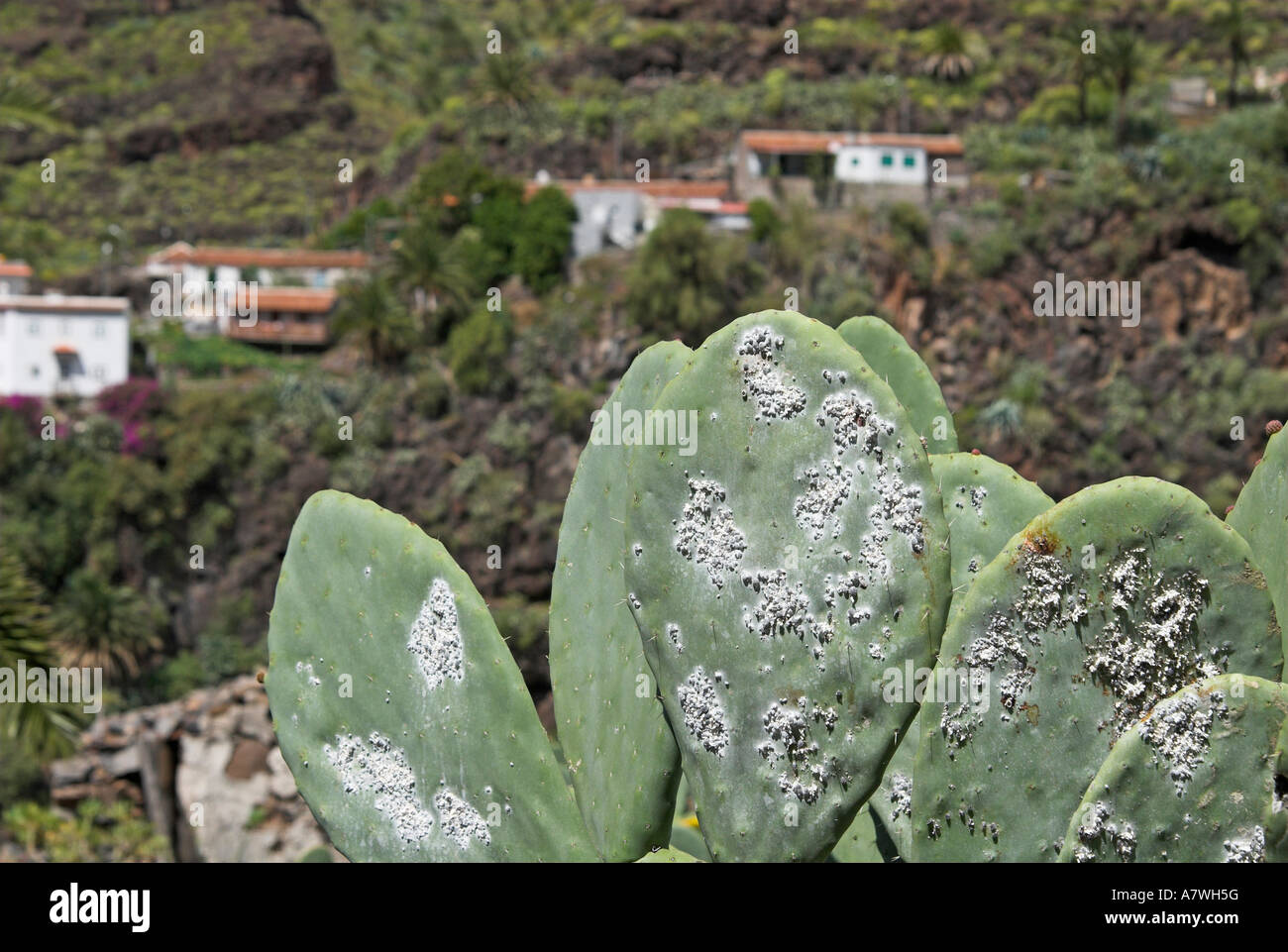 Los piojos de la tintura de la cochinilla (Dactylopius coccus, Coccus cacti), Isla de La Gomera, Islas Canarias, España, Europa Foto de stock