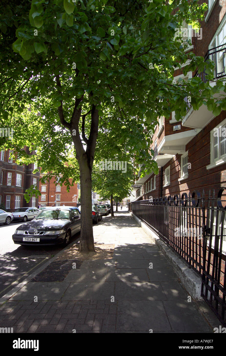 Calle arbolada en Londres Foto de stock