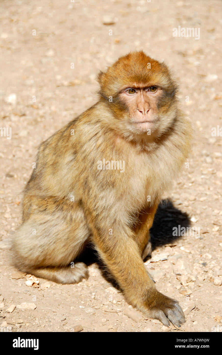 Bereber Barbary mono macaco Macaca sylvanus Atlas Medio Moyen Marruecos Foto de stock