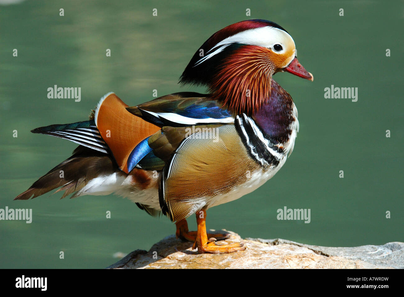 Macho de Pato mandarín , Aix galericulata Foto de stock