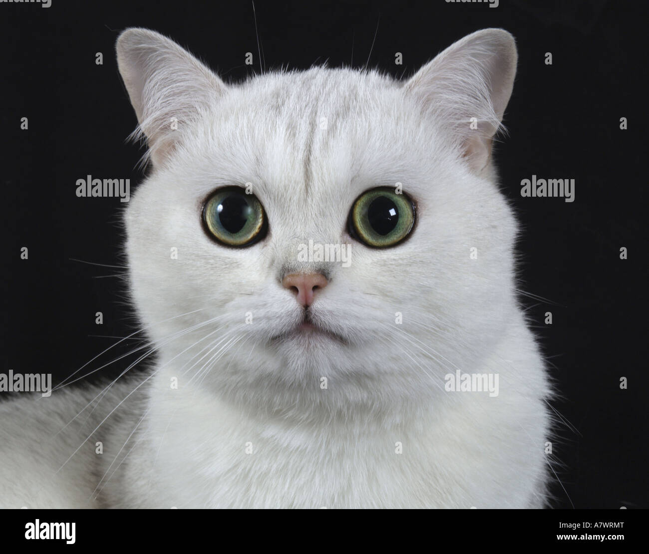 Gato cartujo, silver shadow Foto de stock